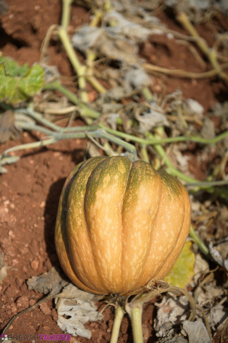 Кристина, 21 год, 1 размер груди